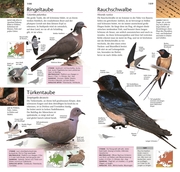 Gartenvögel beobachten und bestimmen - Abbildung 7