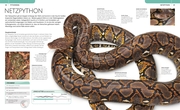 Schlangen - Abbildung 6