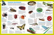 Insekten - Abbildung 7