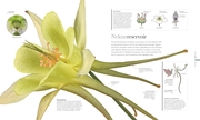 Flora - Wunderwelt der Pflanzen - Illustrationen 5