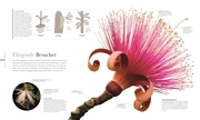 Flora - Wunderwelt der Pflanzen - Illustrationen 6