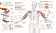 Yoga verstehen - Die Anatomie der Yoga-Haltungen - Illustrationen 4