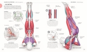 Yoga verstehen - Die Anatomie der Yoga-Haltungen - Illustrationen 7