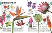 Pflanzen - Illustrationen 6