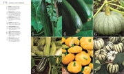 Gemüse für jeden Garten - Abbildung 5