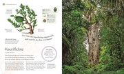 Bäume - Eine Natur- und Kulturgeschichte - Illustrationen 2