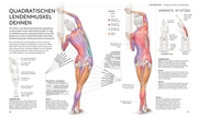 Stretching - Die Anatomie verstehen - Illustrationen 4
