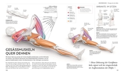 Stretching - Die Anatomie verstehen - Illustrationen 6