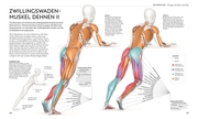 Stretching - Die Anatomie verstehen - Illustrationen 7