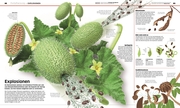 DK Wissen. Pflanzen und Pilze - Abbildung 4