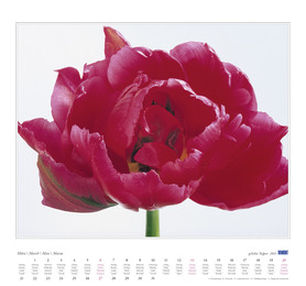 ...geliebte Tulpen - Abbildung 3