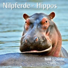 Nilpferde/Hippos 2015