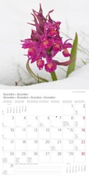 Blumen und Blüten 2018 - Abbildung 12