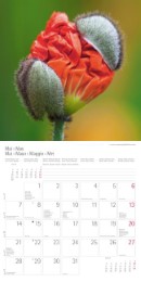 Blumen und Blüten 2018 - Abbildung 5