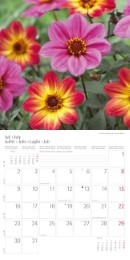 Blumen und Blüten 2018 - Abbildung 7