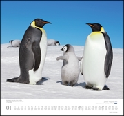 ... geliebte Pinguine 2019 - Abbildung 1