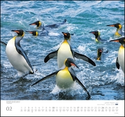 ... geliebte Pinguine 2019 - Abbildung 2