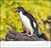 ... geliebte Pinguine 2019 - Abbildung 3