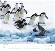 ... geliebte Pinguine 2019 - Abbildung 4