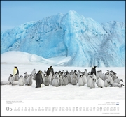 ... geliebte Pinguine 2019 - Abbildung 5