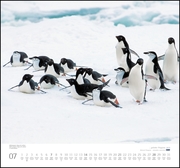 ... geliebte Pinguine 2019 - Abbildung 7