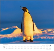 ... geliebte Pinguine 2019 - Abbildung 8