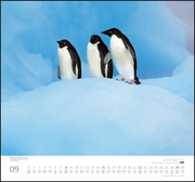 ... geliebte Pinguine 2019 - Abbildung 9