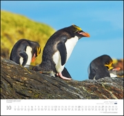 ... geliebte Pinguine 2019 - Abbildung 10