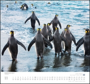 ... geliebte Pinguine 2019 - Abbildung 11