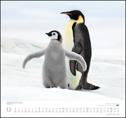 ... geliebte Pinguine 2019 - Abbildung 12