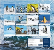 ... geliebte Pinguine 2019 - Abbildung 13