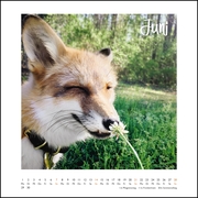Juniper Fox 2020 - Abbildung 6