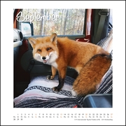 Juniper Fox 2020 - Abbildung 9