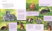 Kaninchen im Außengehege - Abbildung 4
