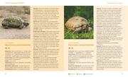 Landschildkröten - Abbildung 3
