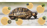 Landschildkröten - Abbildung 4