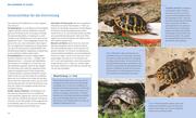 Landschildkröten - Abbildung 5