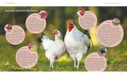 Hühner halten - Abbildung 3