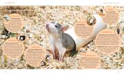 Ratten - Abbildung 6