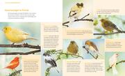 Kanarienvögel - Abbildung 2