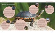 Wasserschildkröten - Abbildung 1