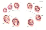 Richtig schwanger - Abbildung 3