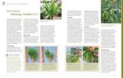 Das große GU Praxishandbuch Pflanzenschnitt - Abbildung 5