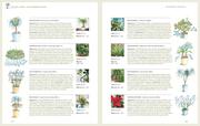 Das große GU Praxishandbuch Pflanzenschnitt - Abbildung 6
