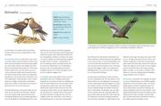 Das BLV Handbuch Vögel - Abbildung 4