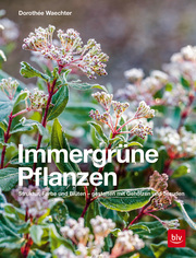 Immergrüne Pflanzen - Cover