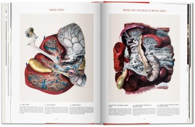 Atlas of Human Anatomy and Surgery - Abbildung 5