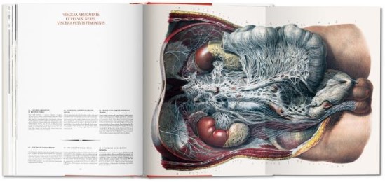 Atlas of Human Anatomy and Surgery - Abbildung 6