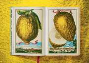 J. C. Volkamer. The Book of Citrus Fruits - Abbildung 5