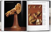 Encyclopaedia Anatomica - Abbildung 6